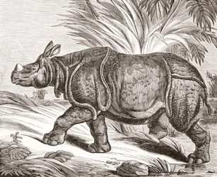 Il Rinoceronte Indiano, o Rinoceronte Maggiore con un Corno, da The Penny Magazine, pubblicato nel 1834